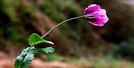 《艾尔登法环：黑夜君临》首批截图 支持3人合作